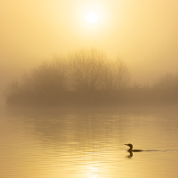 Cormorant Sunrise