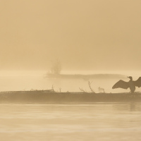 Nice Spread, Fleet Pond