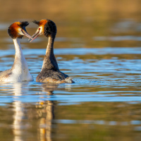Courting Grebes