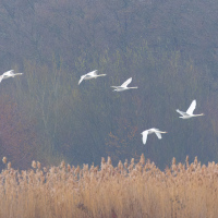 Five Swans, Fleet Pond