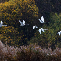 Flying Swans, Fleet Pond