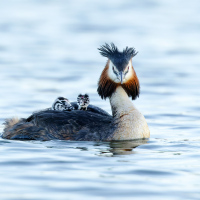 Piggy Back Ride