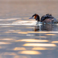 Great Crested Grebe Blue Tones, Fleet Pond