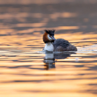 Great Crested Grebe Sunrise, Fleet Pond