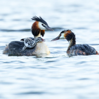 Feeding Grebes II, Fleet Pond