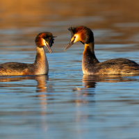 Courting Grebes, Fleet Pond