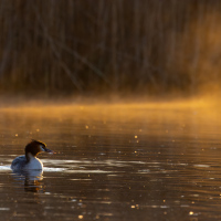 Grebe in the Mist