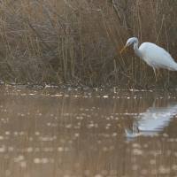 Hunting Great White Egret, Fleet Pond