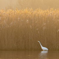 Great White Egret in the Reeds, Fleet Pond