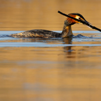 Grebe with Stick