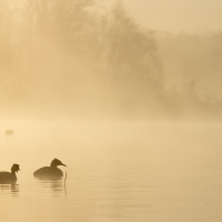 Grebes in the Reeds