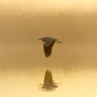 Grey Heron Reflection, Fleet Pond
