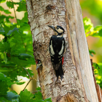 Peek-a-Boo_1434_DxO_3000px
