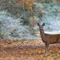 Roe Deer, Fleet Pond
