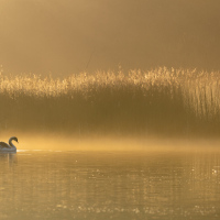 Serene Swan, Fleet Pond