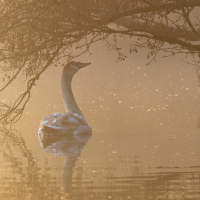 Swan Canopy, Fleet Pond