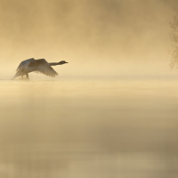 Swan Take-Off