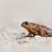 Common Toad, Fleet Pond