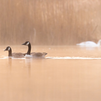 Two Canada Geese