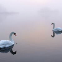 Facing Swans, Fleet Pond