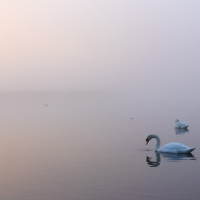 Morning Glow, Fleet Pond