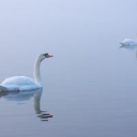 Departing Swans, Fleet Pond
