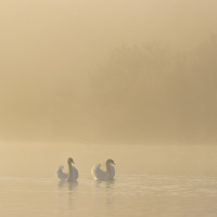 The Arrival, Fleet Pond