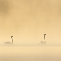 Two Swans in the Mist