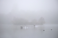 Four Lakes, Wildlife