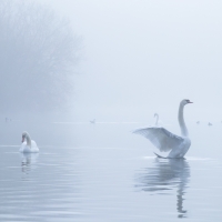 Two Swans II