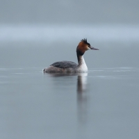 Great Crested Grebe in the Mist