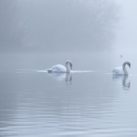 Two Swans IV