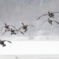 Landing Gear Down