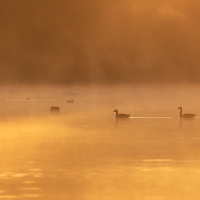 Canada Geese