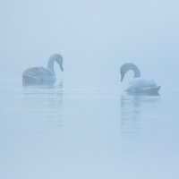 Facing Swans
