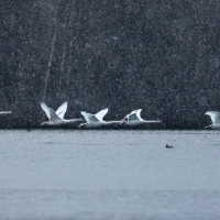Five Swan Flyby II