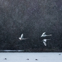 Five Swan Flyby