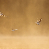 Gulls II