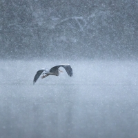 Heron in the Snow