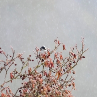Long Tailed Tit in the Snow III
