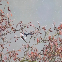 Long Tailed Tit in the Snow