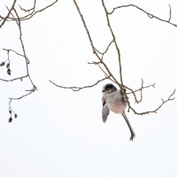 Long Tailed Tit in the Snow II