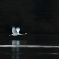 Swan Flyby