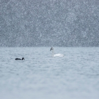 The Swan and the Coot