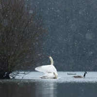 Swan Flapping