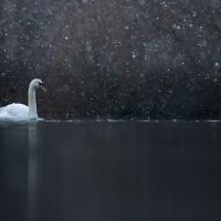 Swan and Snow II