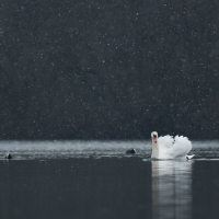 Swan and Snow