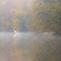 Swan Take Off