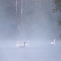 Swans in the Mist