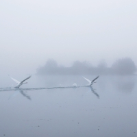 Swans Taking Off